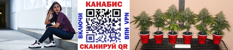Канабис планчик Сураж